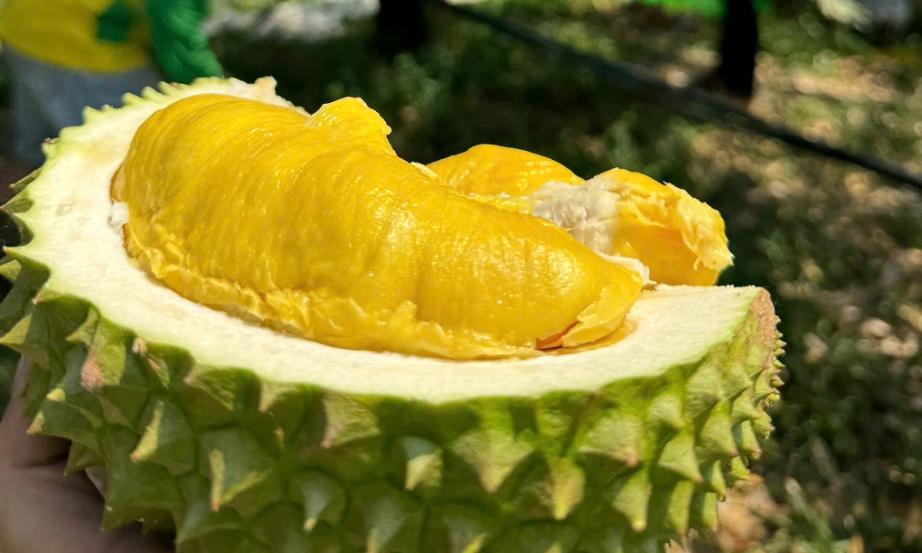 Giá sầu riêng Musang King tăng mạnh trở lại